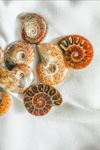 Ammonite Full Spiral